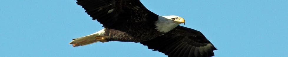 Wildlife on Dale Hollow Lake