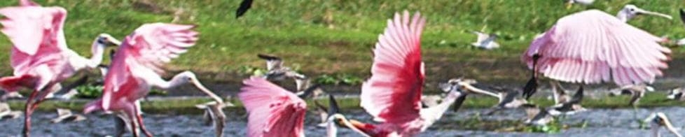 Flamingos at Everglades National Park