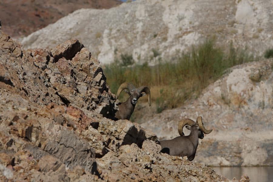 Be sure to bring your binoculars to spot out camouflaged creatures