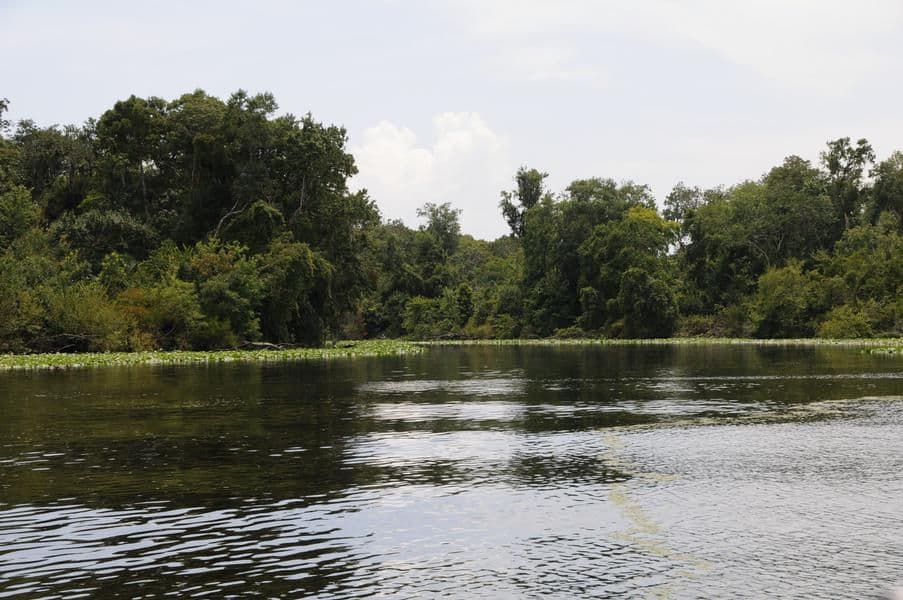 Cruise the lush edges of the St Johns River at a relaxing speed