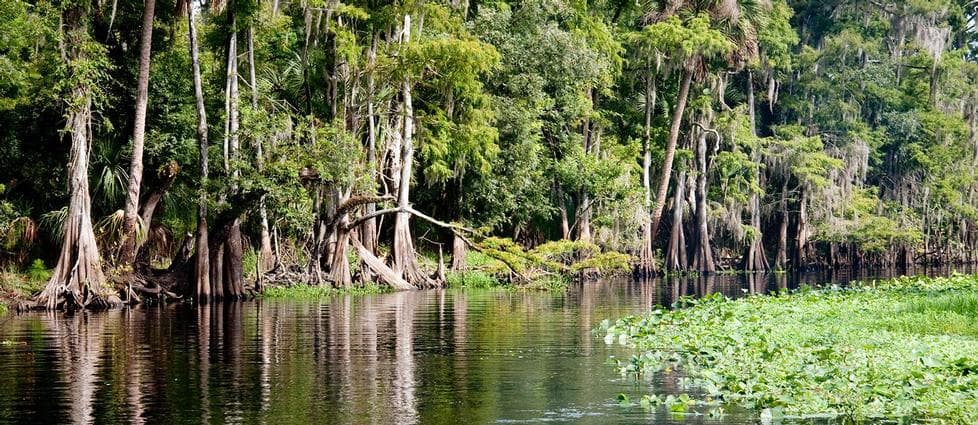 Vegetation of the St. John's River