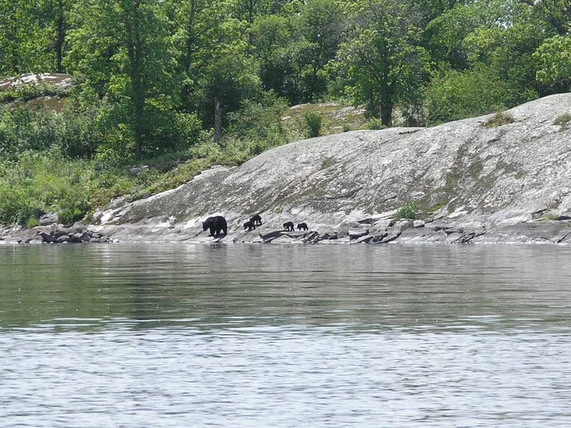 Even the bears think it's fun to take family walks in the woods! Photos