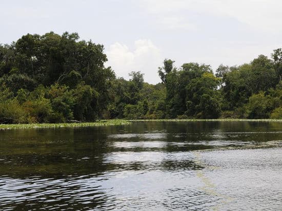 Cruise the lush edges of the St Johns River at a relaxing speed