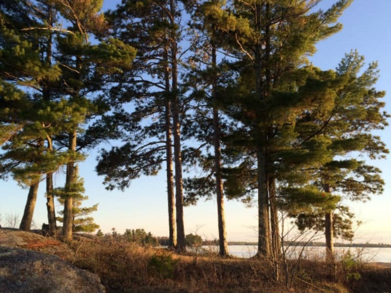 Moor your houseboat at Three Sisters on Lake Kabetogama Photos